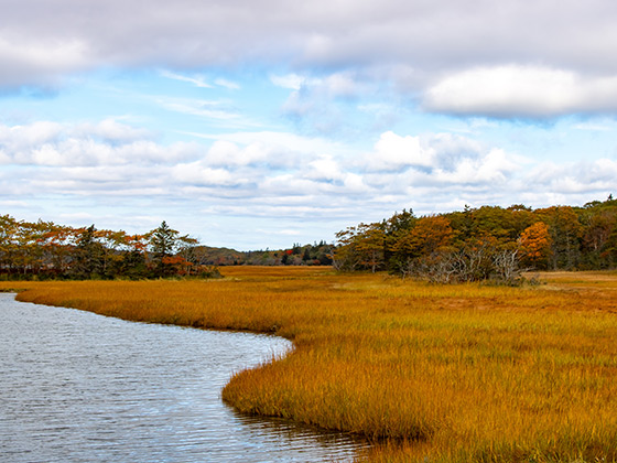 Argyle Salt Marsh